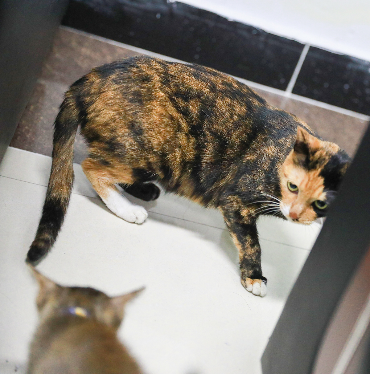 1504332210279867.jpg AV1A2568.jpg